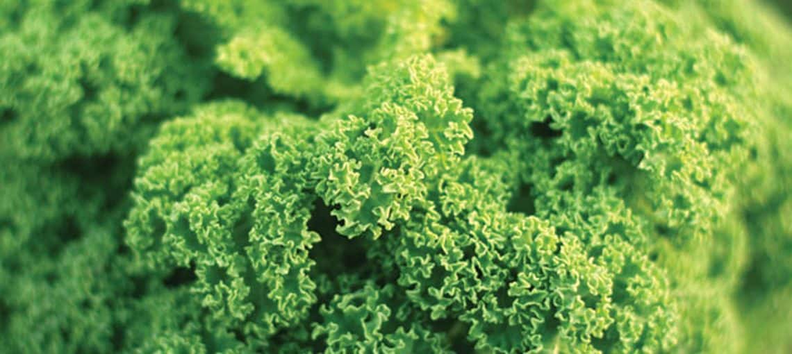 Top 10 Greens for Spring 7 LEAP Greens