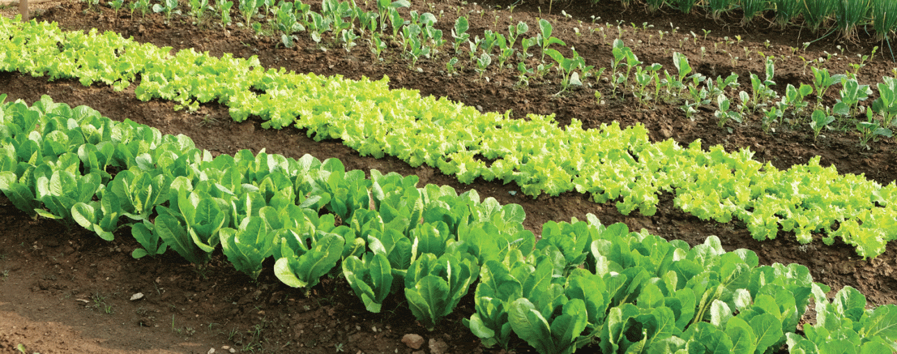 The Health Benefits of Getting Your Hands Dirty and Gardening 8 WEb Leap Sp18 FoodFocus Garden Shutterstock