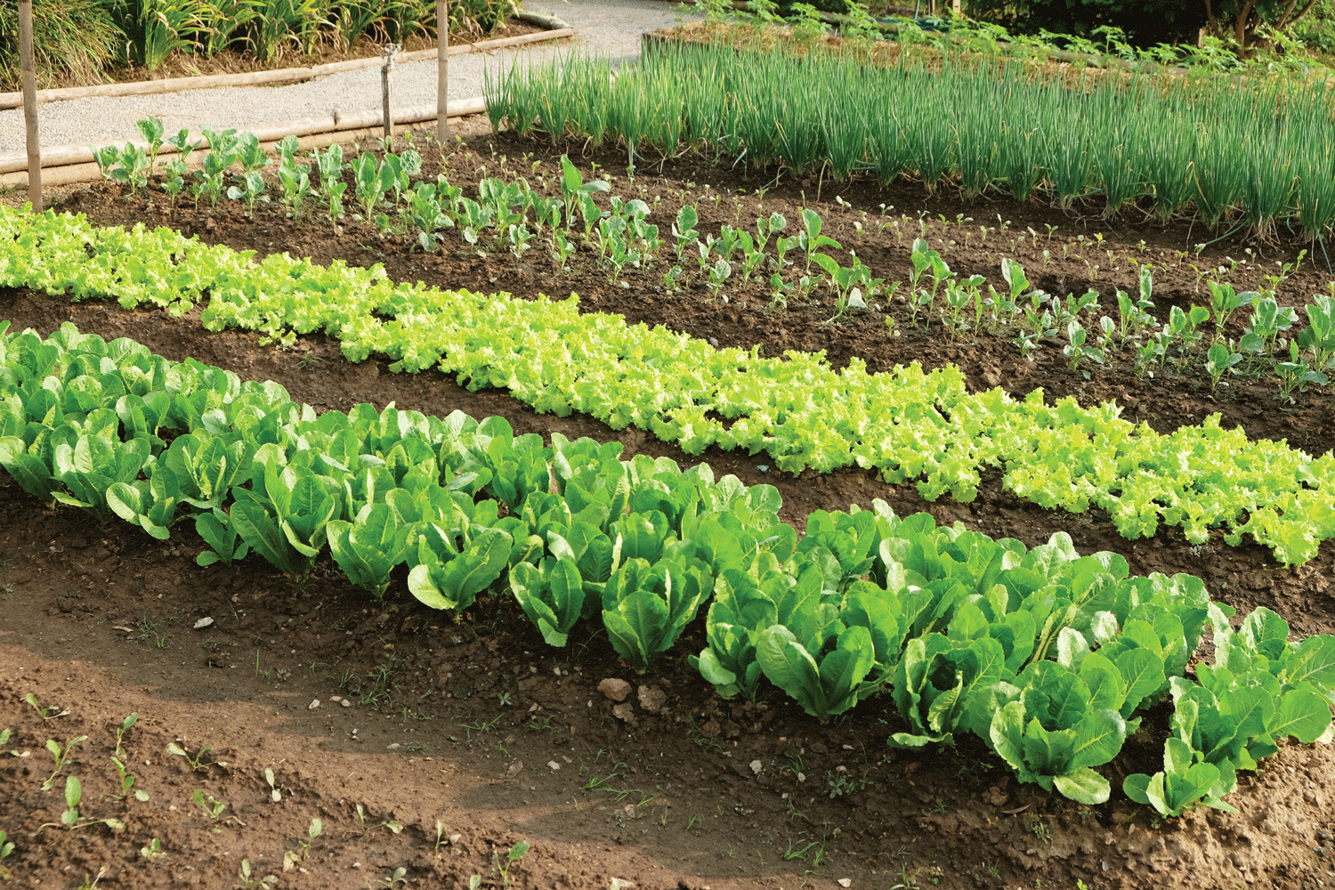 The Health Benefits of Getting Your Hands Dirty and Gardening 1 WEb Leap Sp18 FoodFocus Garden Shutterstock